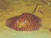 Potamotrygon motoro Océlée Freshwater Pastenague