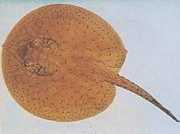 Potamotrygon schroederi Schroder Pashenague, Ray Guacamaya