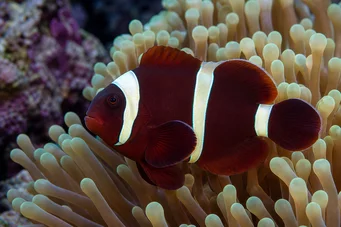 Premnas biaculeatus (Thorny klaun)