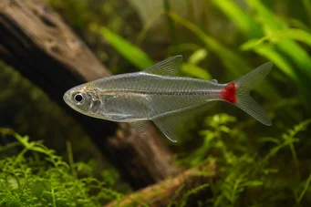 Prionobrama filigera (Červený skelný charakteristika)