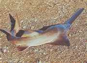 Pristis microdon Northern Scie Fish