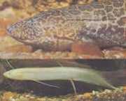 Protopterus aethiopicus aethiopicus Etiopie protopter