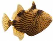 Pseudobalistes fuscus Vermikulované