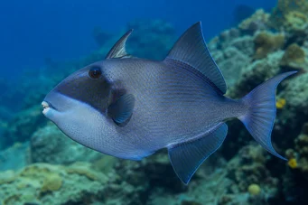 Pseudobalistes fuscus (Vermikulované)