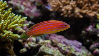 Pseudocheilinus hexataenia (Šest -line labrum)