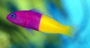 Pseudochromis paccagnellae Ryby vanilky
