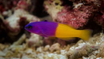 Pseudochromis paccagnellae Ryby vanilky