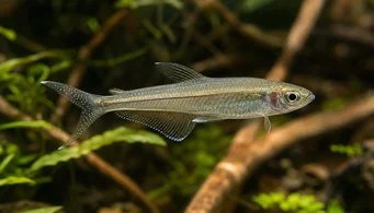 Pseudocorynopoma doriae (papírový drak)
