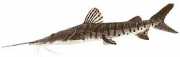 Pseudoplatystoma fasciat... Tygr