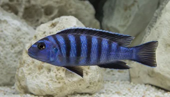 Pseudotropheus elongatus (Prodloužený cichlid)