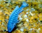 Pseudotropheus socolofi Blue Cichlid