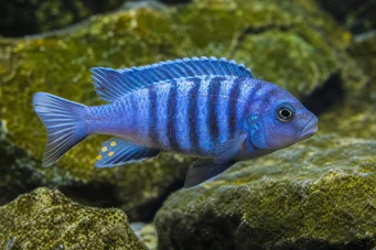 Pseudotropheus tropheops (Žlutá)