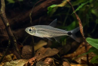 Pterobrycon myrnae Brycon (Tetra) v ploutvech