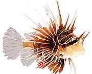 Pterois radiata Vyzařované bodování ryb