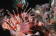 Pterois sphex Havaj Pterois