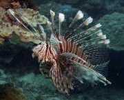 Pterois volitans Bodování ryb