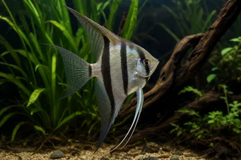 Pterophyllum scalare (Skalární)