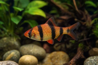 Puntius fasciatus Vousatá jahoda, vousatý oheň