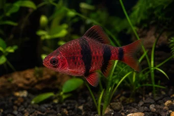 Puntius nigrofasciatus (Vousatá červená hlava, vousatý nigor)