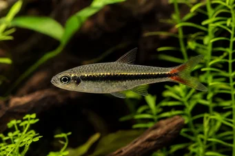 Rasbora borapetensis Červená