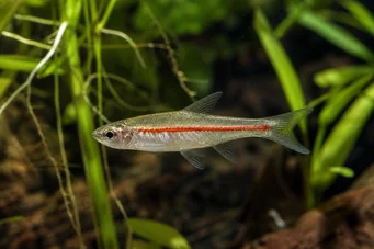 Rasbora pauciperforata Červená čára Rasbora
