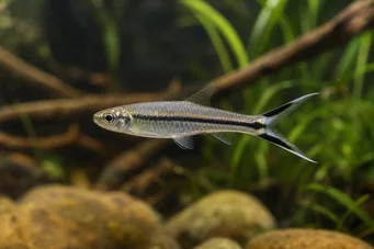 Rasbora trilineata Rasbora nůžky