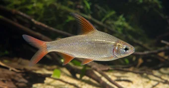 Rhoadsia altipinna Tetra-arc-en-ciel