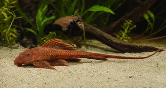 Rineloricaria sp rouge