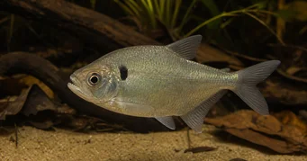 Roeboides descalvadensis Hunchback, hlava na dně Descalvado