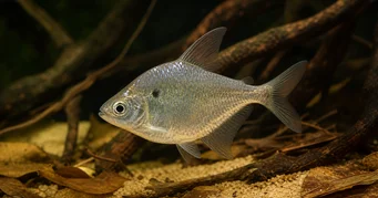 Roeboides meeki Sklo Tetra