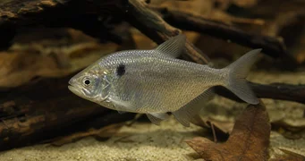 Roeboides paranensis Hunchback, hlava na dně Paraguay