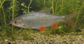 Rutilus rutilus Plotice