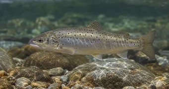 Salmo magradus