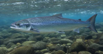 Salmo salar (Atlantik losos)