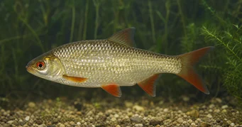 Scardinius erythrophthalmus (Rottengle)