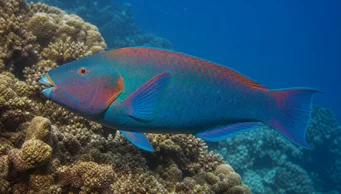 Scarus rubroviolaceus (Louka)