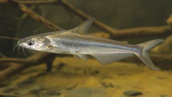 Schilbe intermedius (Stříbrné sumce)