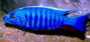 Scianochromis fryeri Elektrická modrá