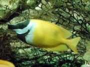 Siganus vulpinus Runo nebo Fish-Lap Fish