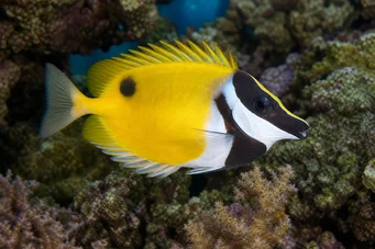Siganus vulpinus