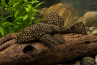 Silure ancistrus (Starověké)