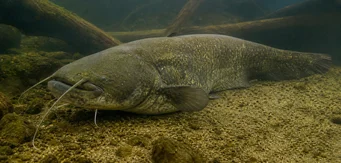 Silurus glanis (Glane Catfish / Velké sumce)