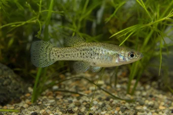 Skiffia francesae x multipunctatus (Skiffia francesAe x multinunctatus)
