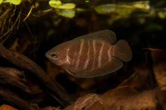 Sphaerichthys osphromenoides Čokoládová gourami