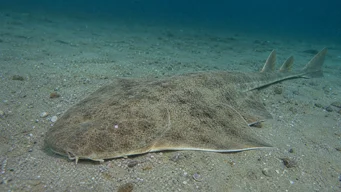 Squatina squatina