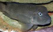 Steatocranus casuarius Hlava huntbacku, helma C...