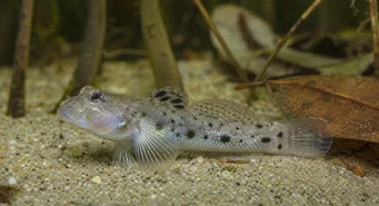Stigmatogobius sadanundio (SPOTNET GOBIE)