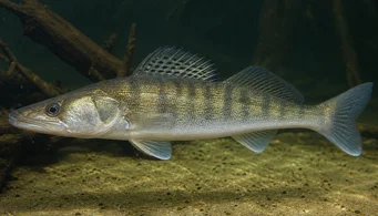 Stizostedion lucioperca (Stigter)