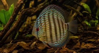 Symphisodon aequifasciata (Zelený diskus)