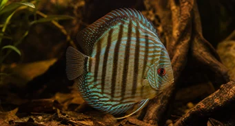 Symphysodon aequifasciata (Discus)